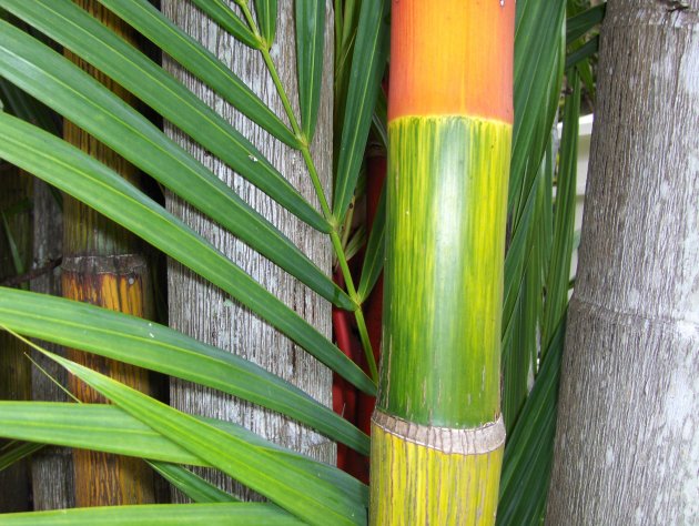 Bamboo