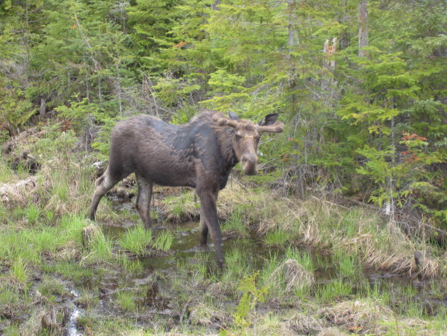 rainy moose