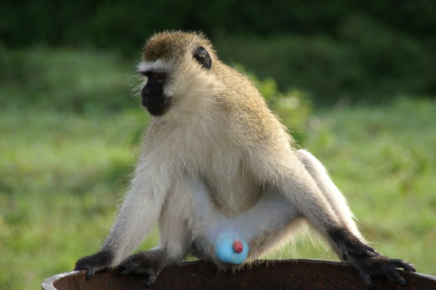 Groene Meerkat met Blauwe ballen! 