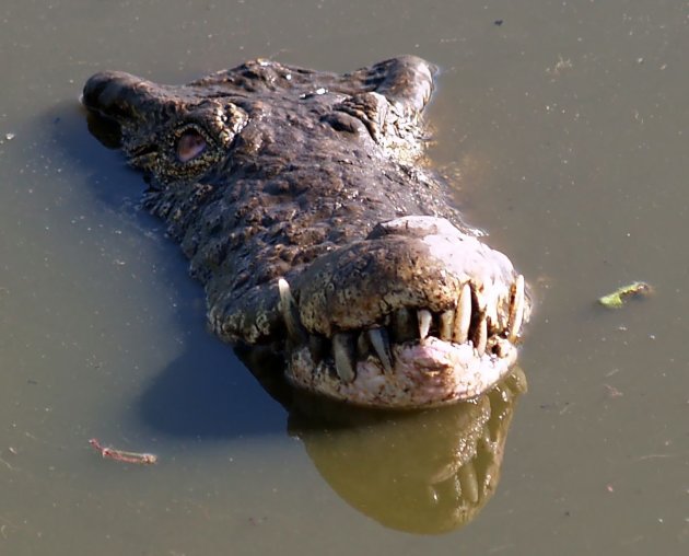 Cuban Crocodile