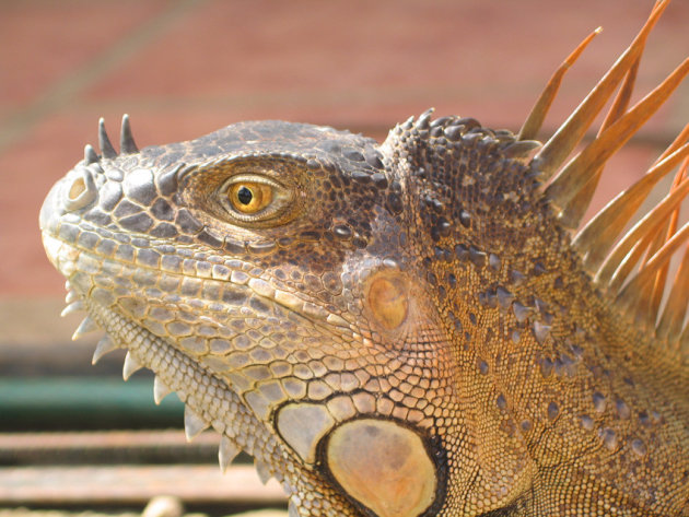 Iguana