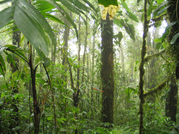 Rainforest in silence