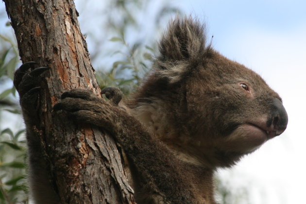 koala