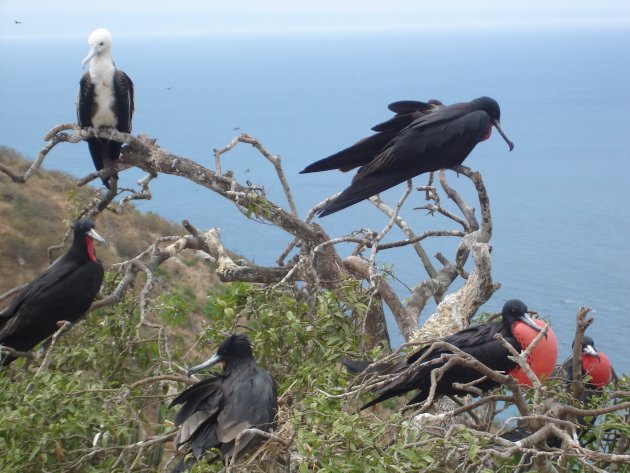 Fregatvogels op Isla de la Plata