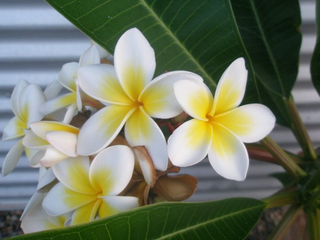 Frangipani