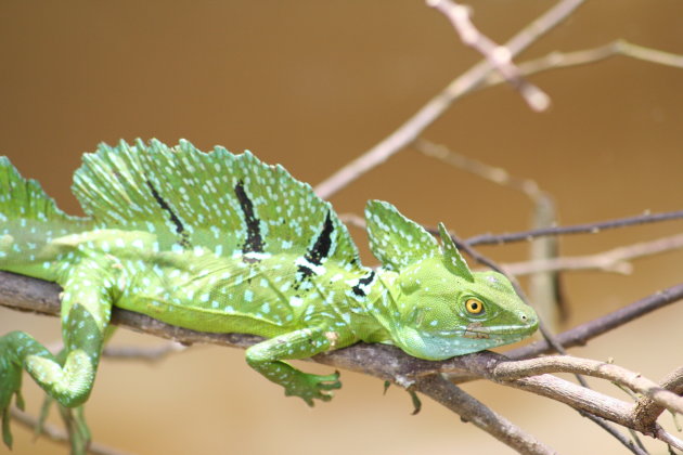 Emerald Hagedis