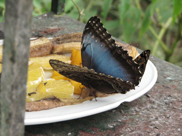 Blue Morpho