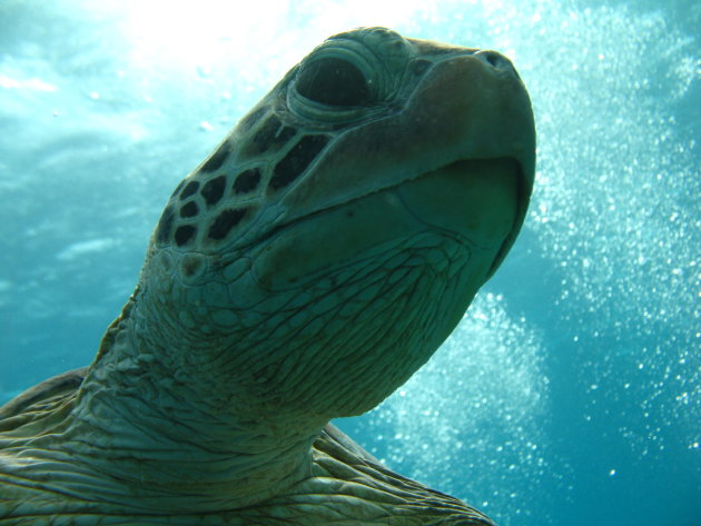 Close up schildpad