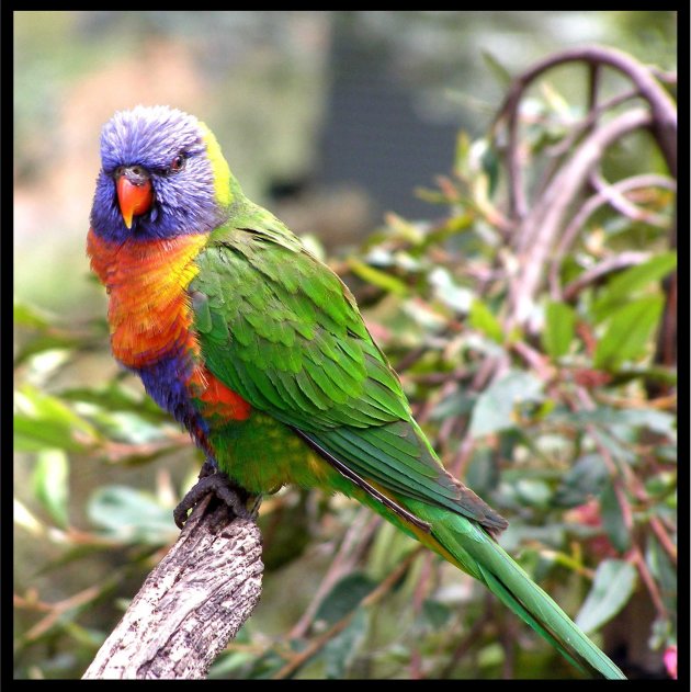 Lorikeet