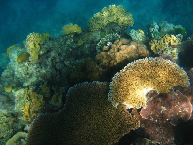 Koraal, Great Barrier Reef