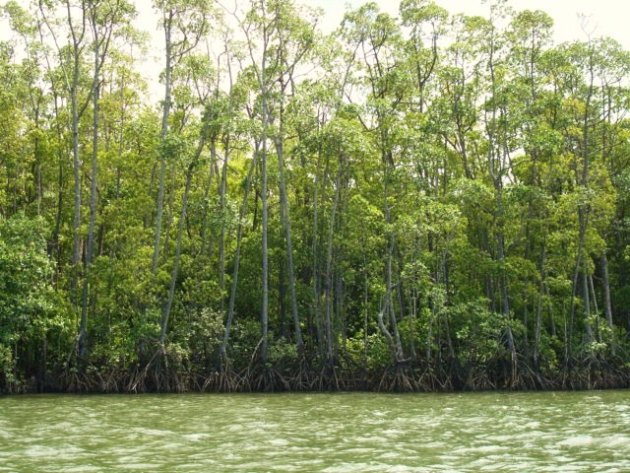 mangrovebos, Daintree National Park