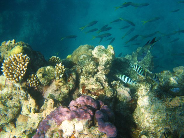 ondewaterwereld Great Barrier Reef