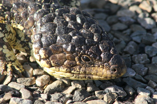 Denneappelskink