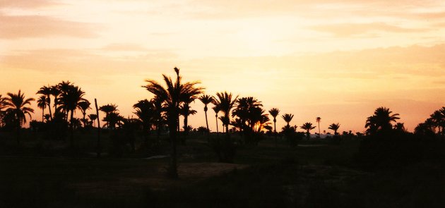 palmtrees at sunset