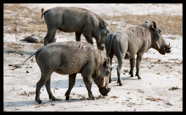 Pumbaa  met familie op pad