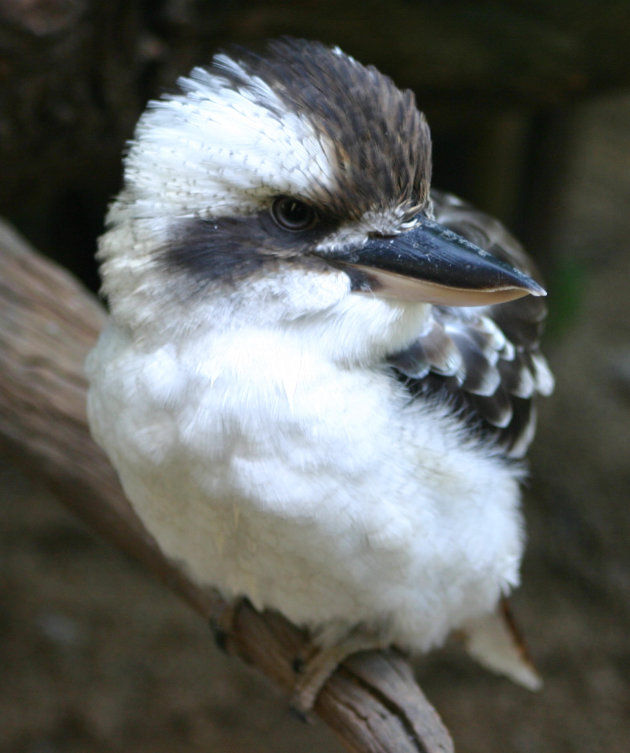 Kookaburra