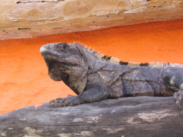 Wildlife op Isla Holbox