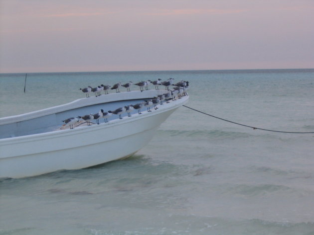 Meeuwen op een bootje in Isla Holbox