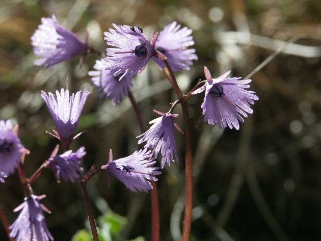 blauwe klokje