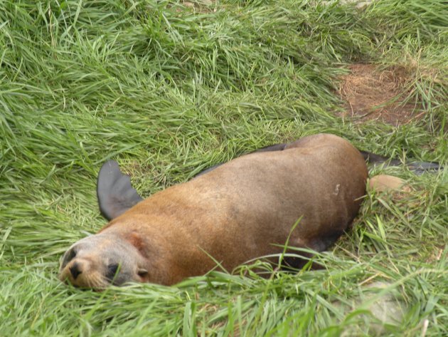 zeehonden in de berm