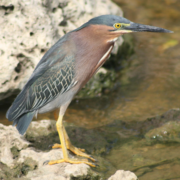 Reiger