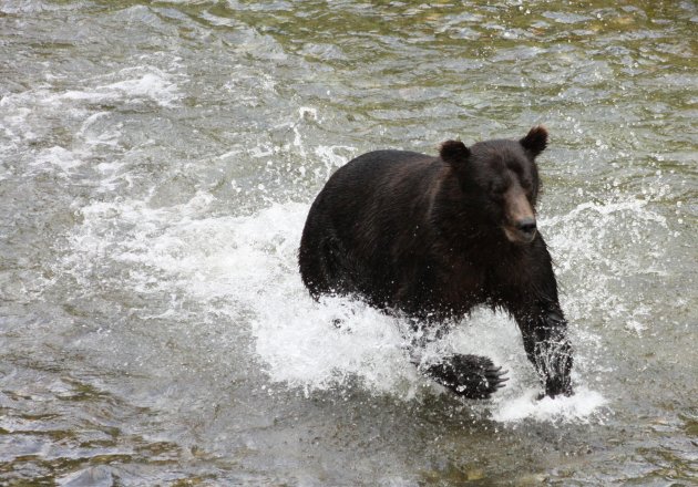 grizzly in fish creek hyder alaska