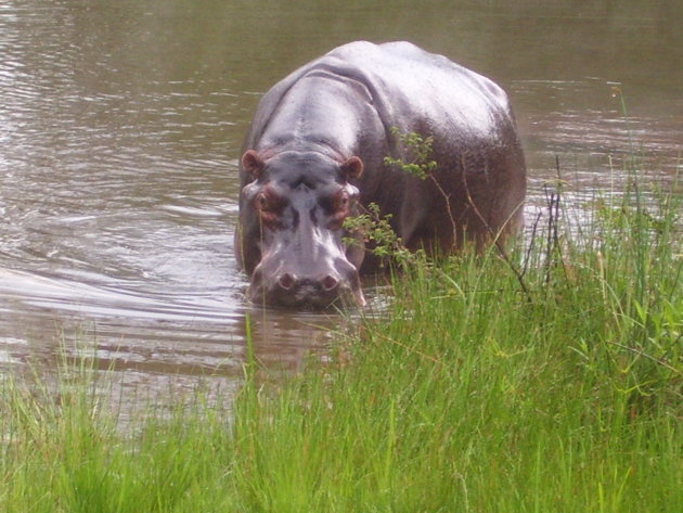Nijlpaard