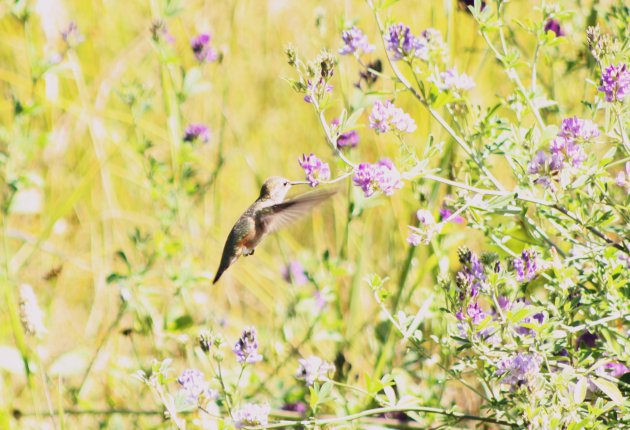 kolibri / hummingbird