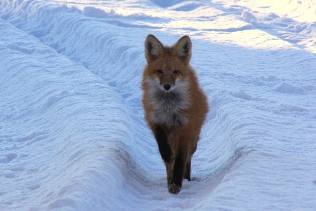 vos op rooftocht in de sneeuw