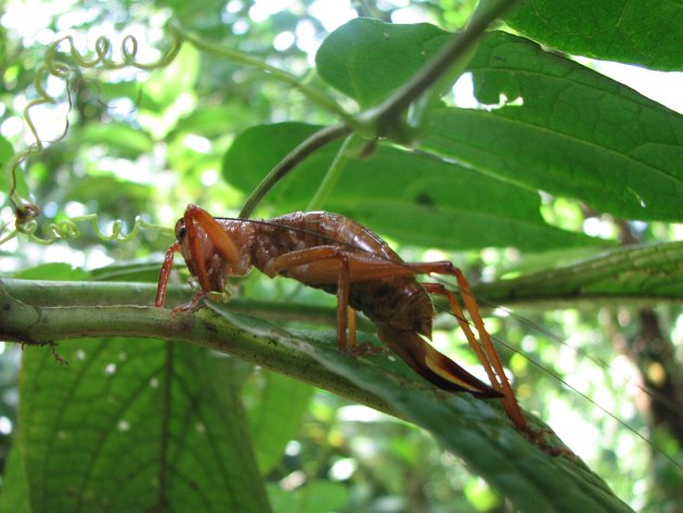 a bush shrimp