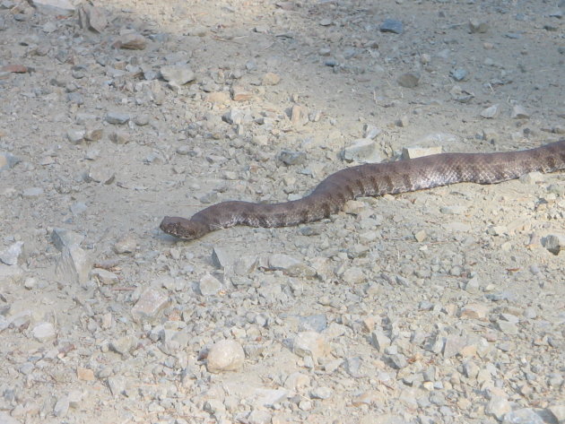 Blunt Nosed Viper