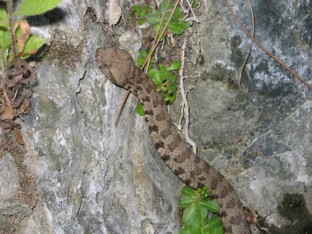 Baby Blunt Nosed Viper