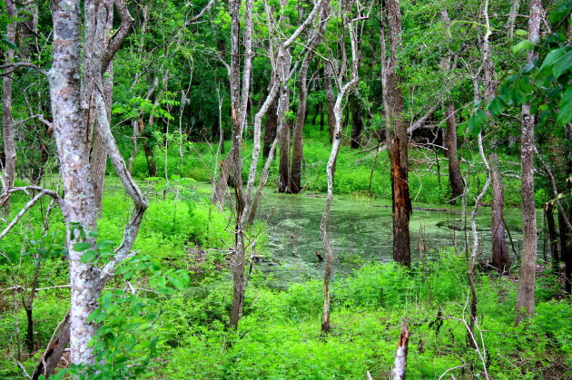 Brazos Bend State Park