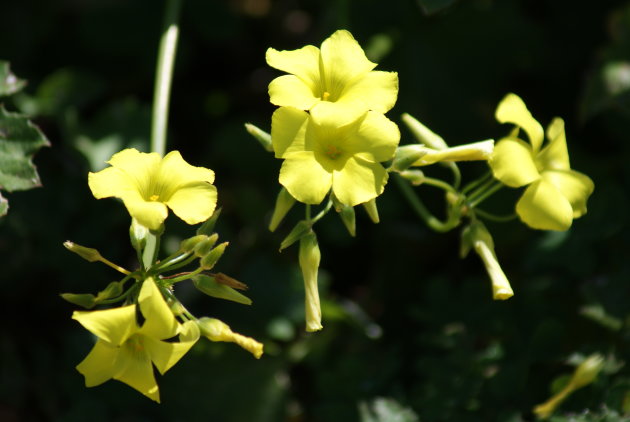 Flowers @ Kings Park