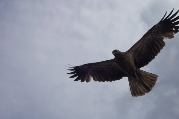 Buizerd