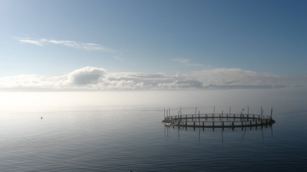 Fish farm at dawn