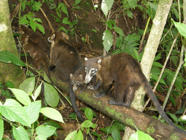 Coaties in la Fortuna