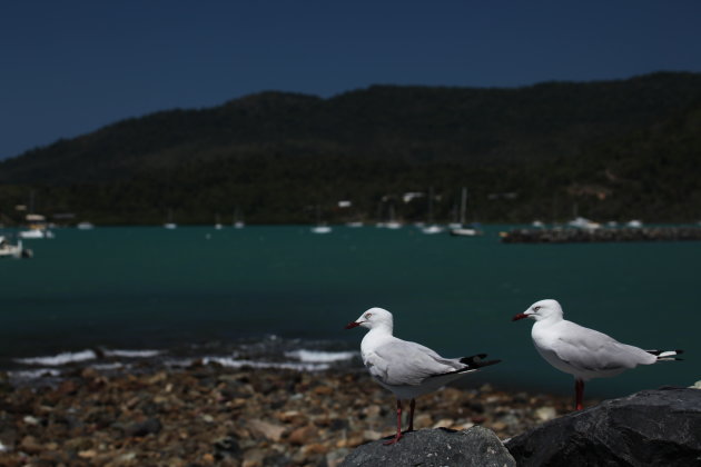 Seagulls in Port Douglas