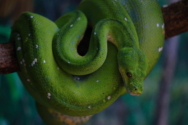 Green Viper