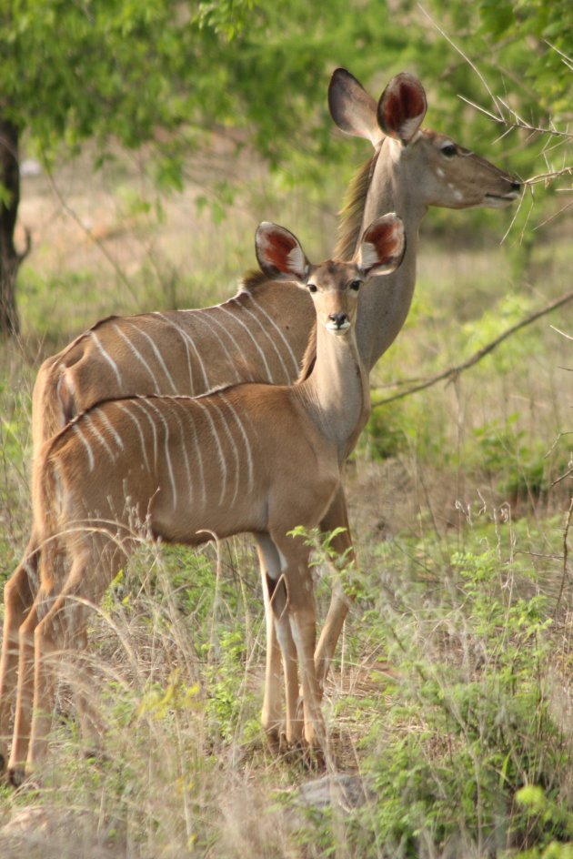 Kudu met kalf