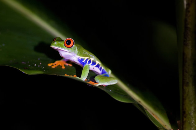 red eyed tree frog