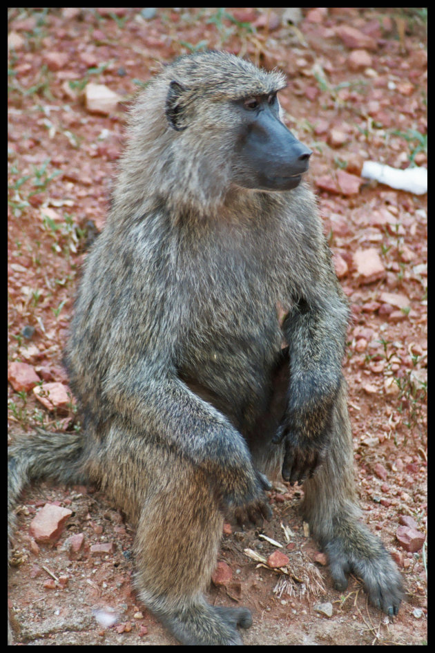 Chilling Baboon