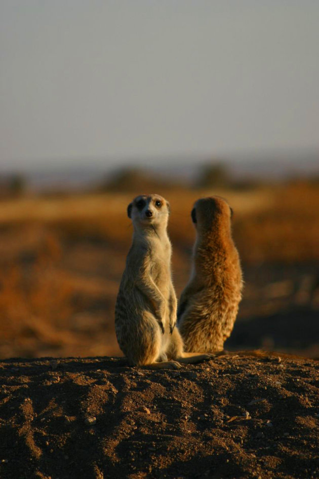 Meerkatten op de uitkijk