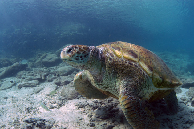 Green Turtle