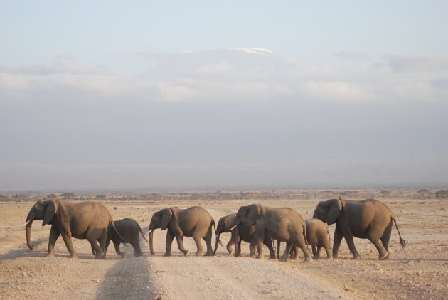 kilimanjaro