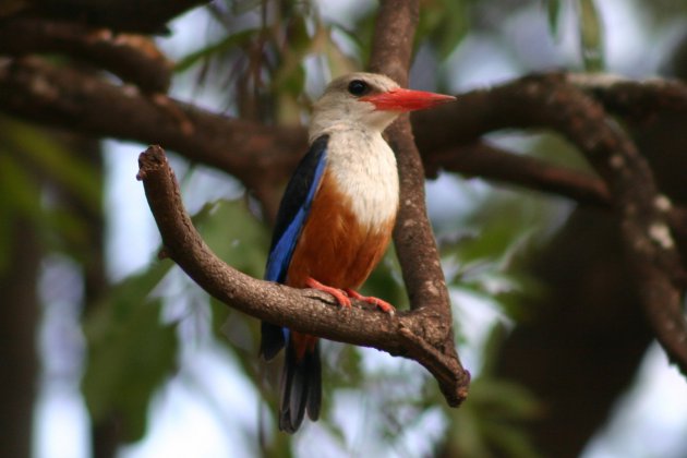 Ijsvogel in Arusha