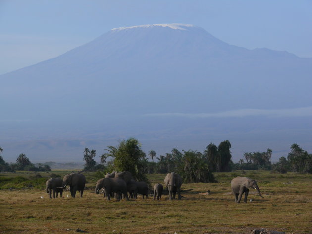 Kilamanjaro & olifanten