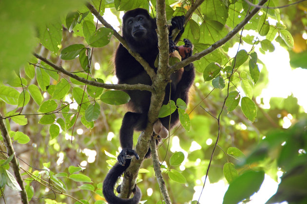 Howler Monkey