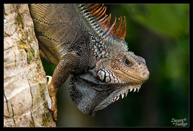 Iguana