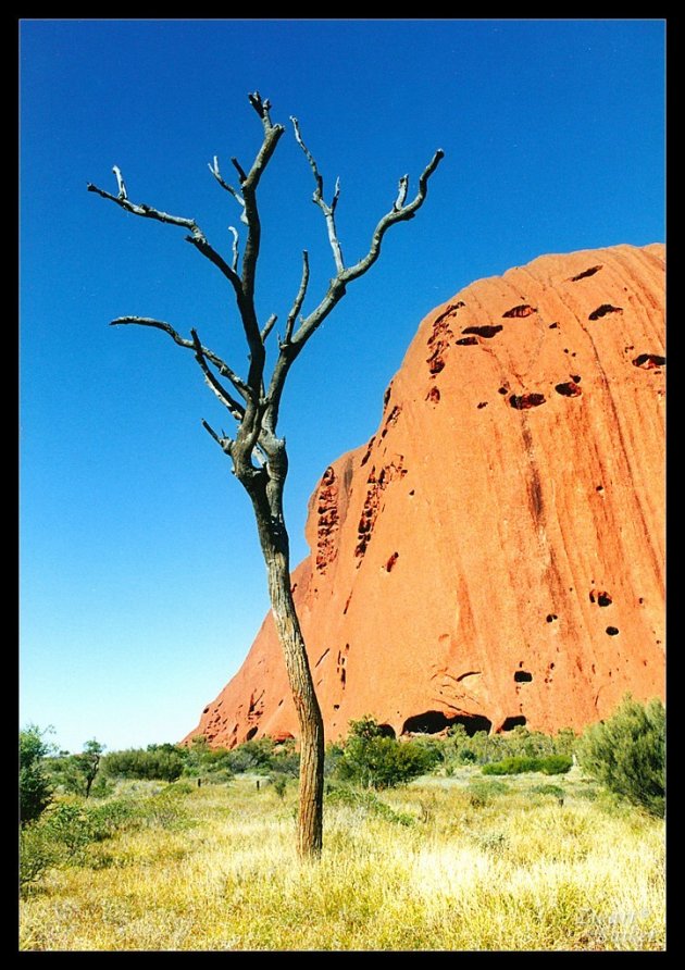 Lonely Tree